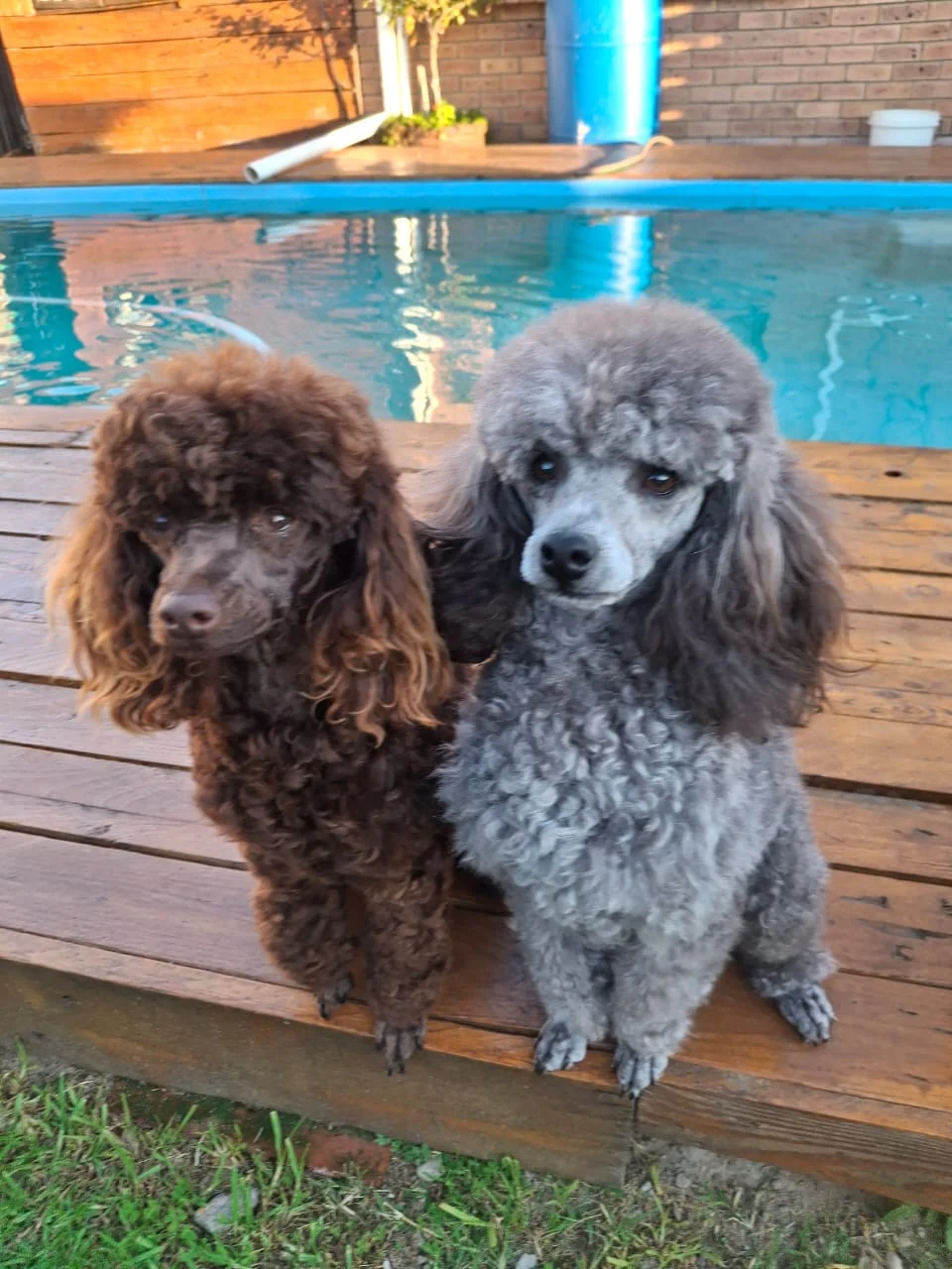Chocolate and silver toy poodles sitting together on a wooden step beside a swimming pool.