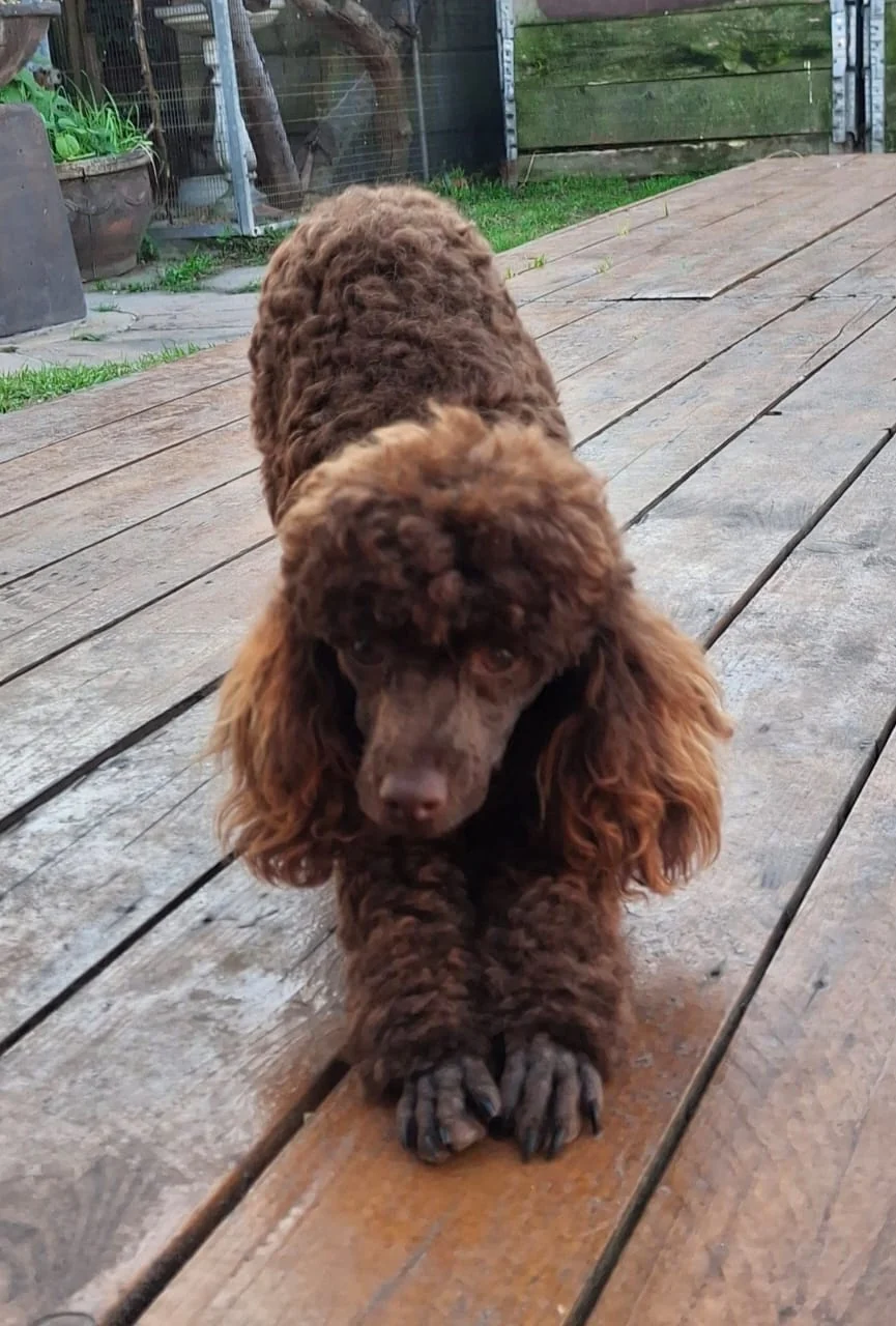 Chocolate toy poodle puppy standing on a wooden deck at a family home in Gqeberha.
