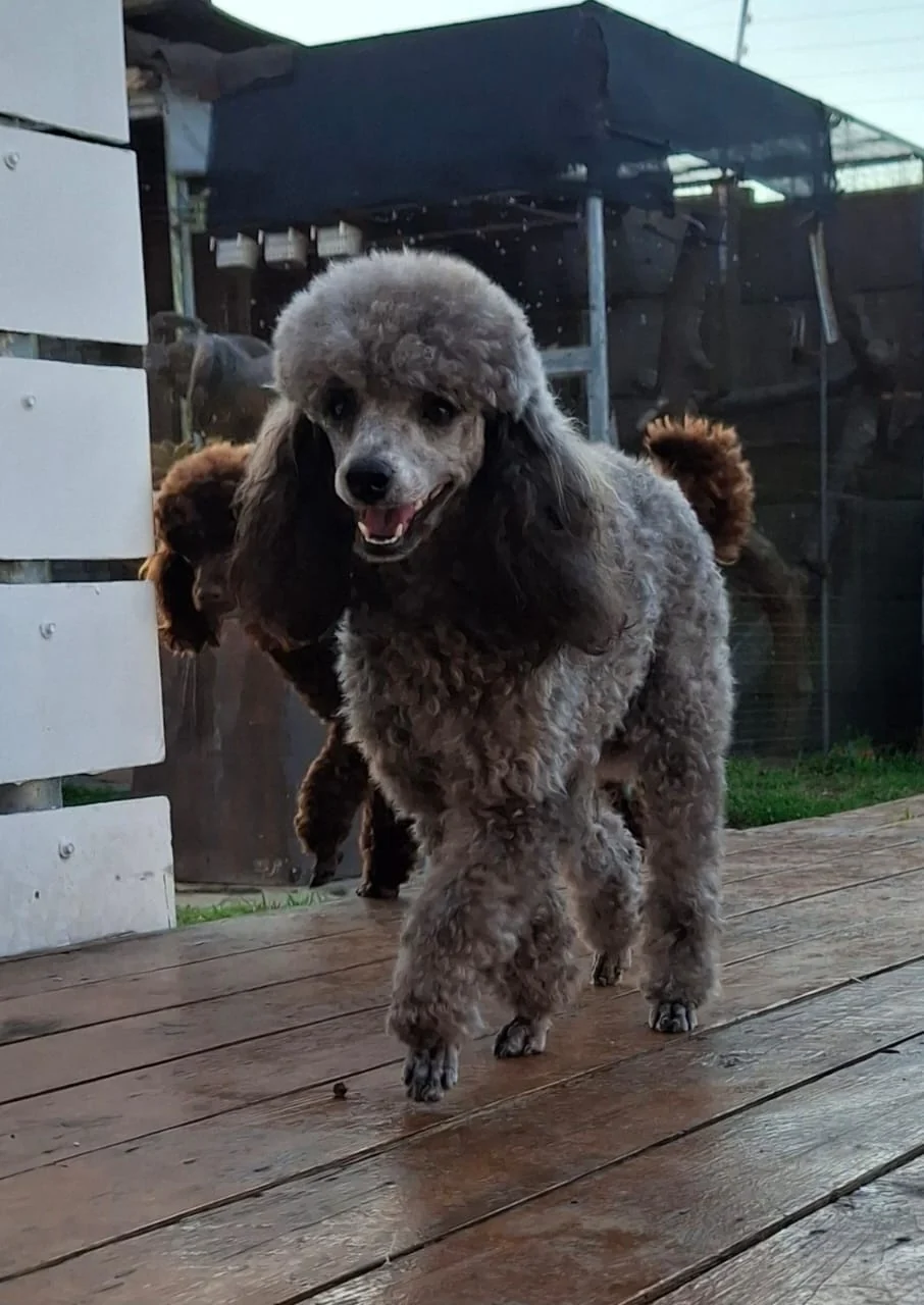 Silver toy poodle walking across a wooden deck with other toy poodles in the background.